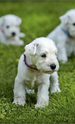 Essential Guidelines for Healthy Puppy Growth and Development