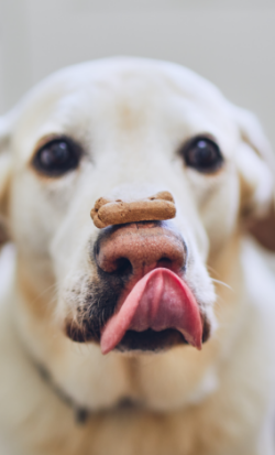 Choosing the Best Dog Treats: A Guide to Safe and Delicious Options