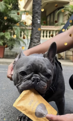 Unleashing the Benefits of Baked Dog Treats