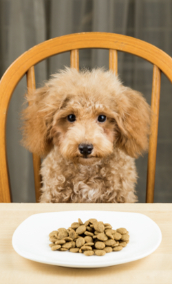Preventing Food Allergies in Dogs: The Power of Protein Rotation